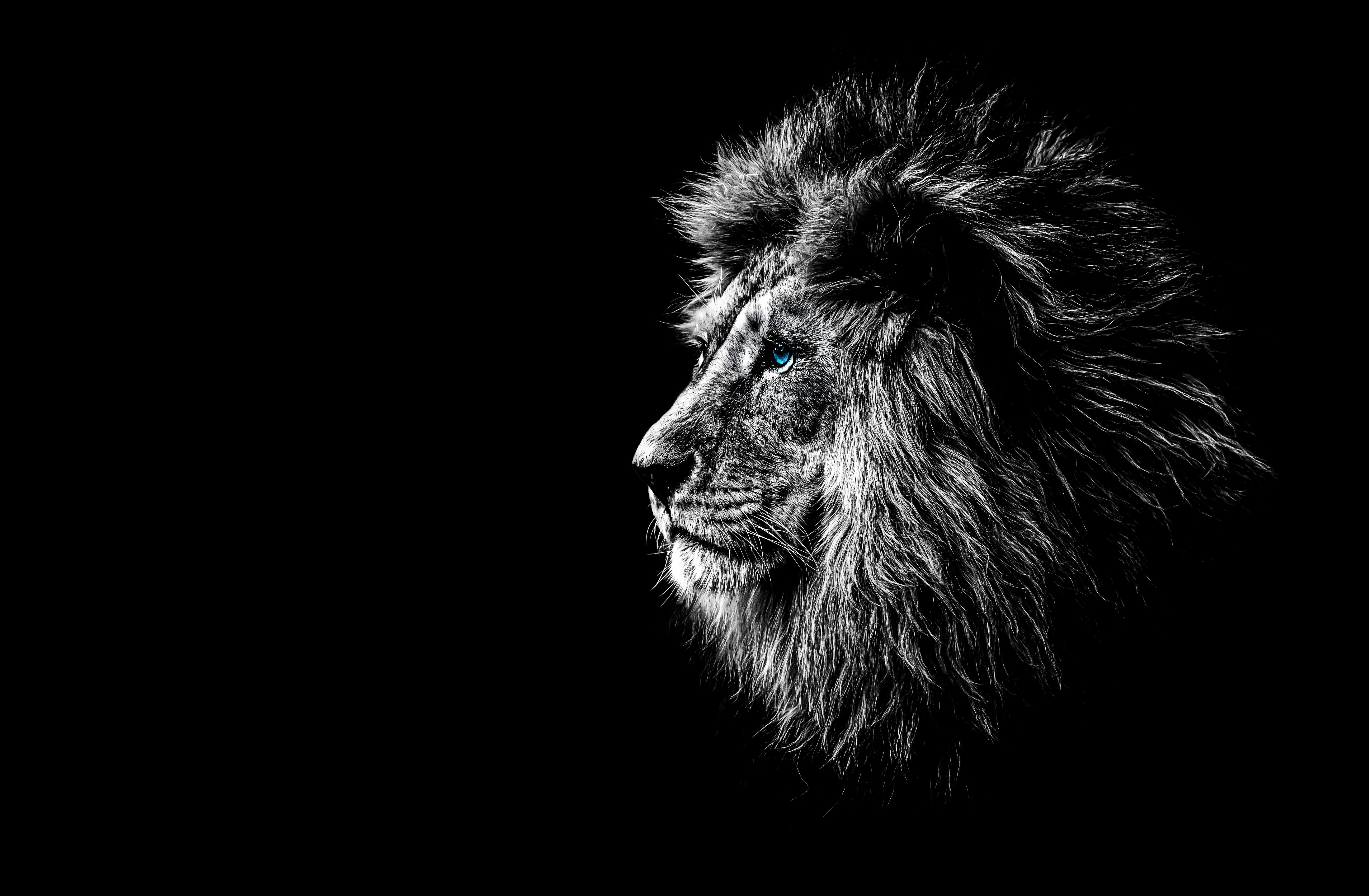CHV Lion Profile — Strategic Vision