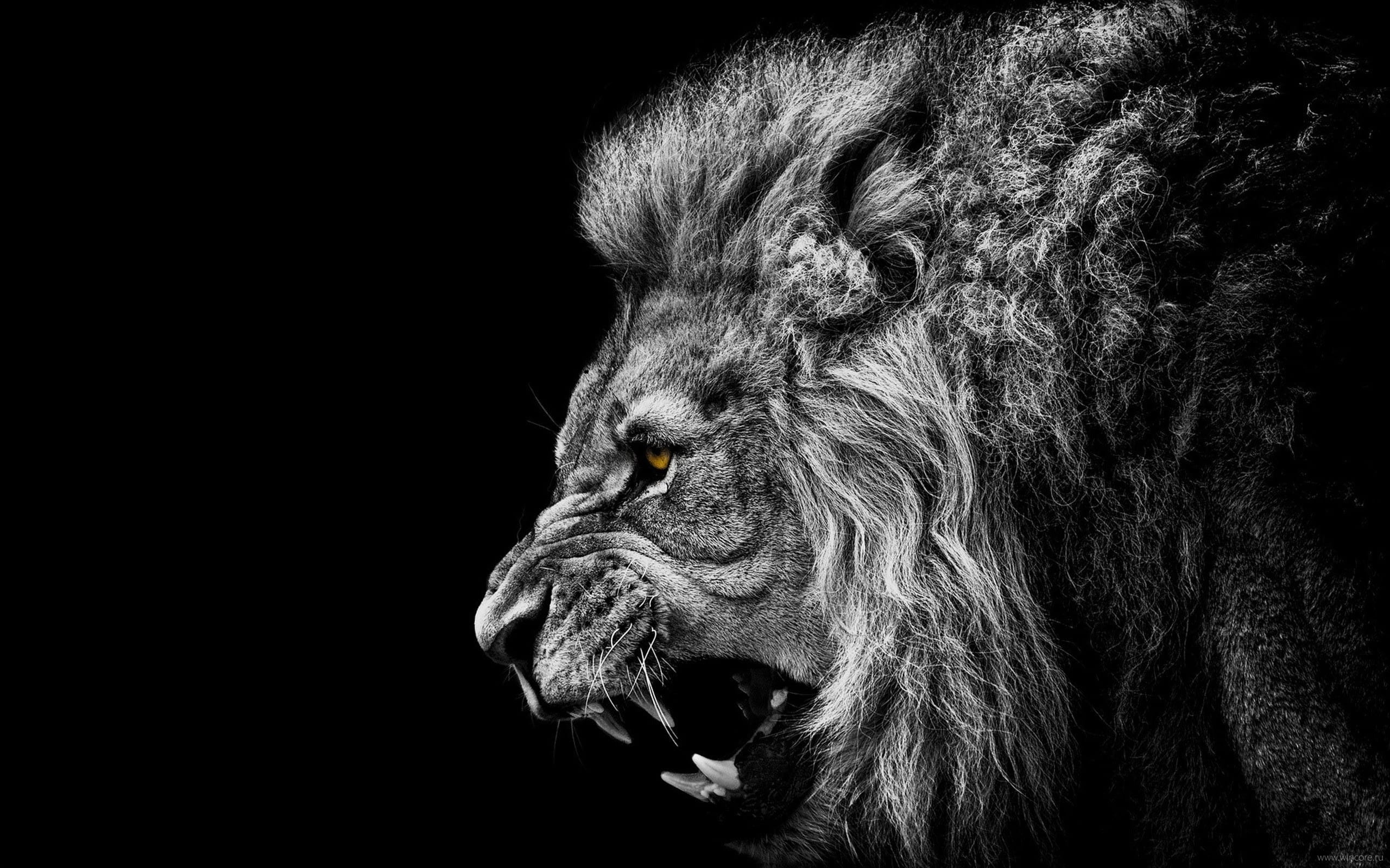 CHV Lion Roar — Power
